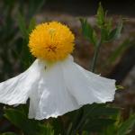 Monterey2016_0099 (April 29, 2016)